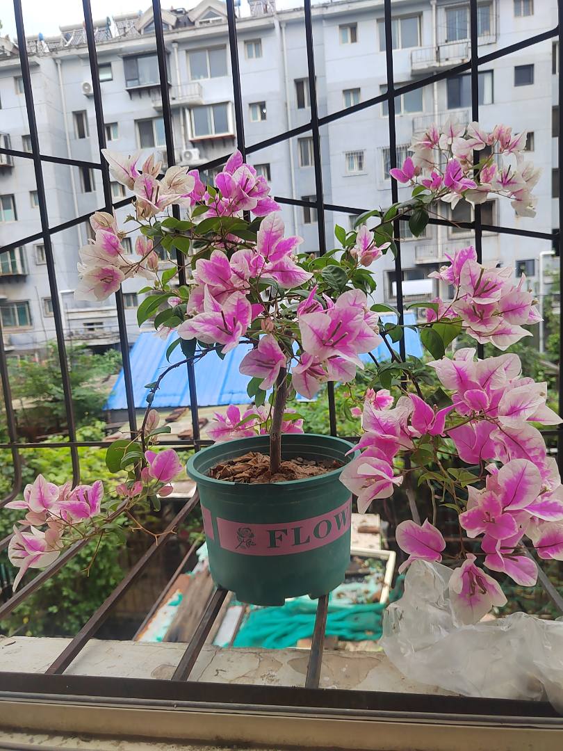 现在发微头条已经成了我生活中必须做的事了，从一开始的好几天或十天半月一篇到现在的一天一条